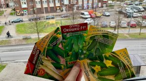 Посев семян огурцов,обзор сортов.Огород в квартире.