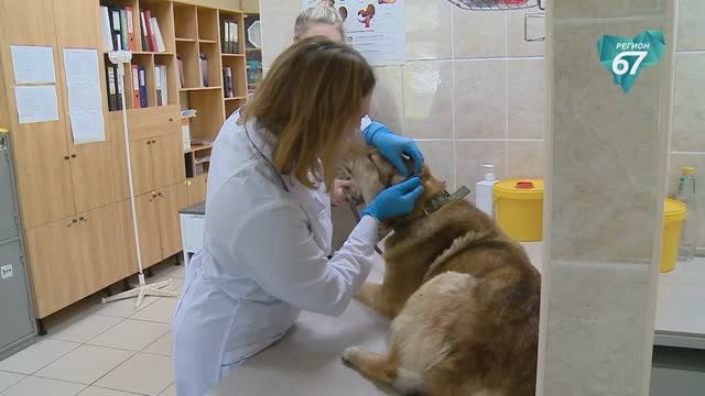 В Смоленской области проходит ежегодная вакцинация питомцев: как защитить любимцев от бешенства