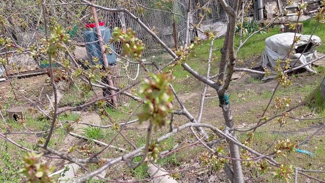Всё цветет на даче