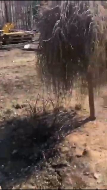 Укладка рулонного газона | GAZON GROUP | Москва