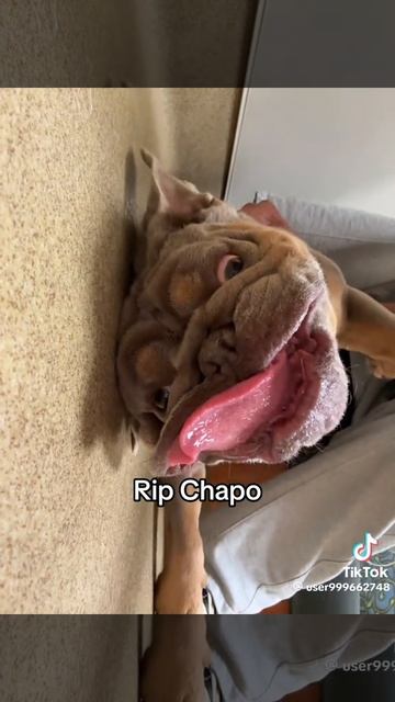 Смешное видео #мопсы #dog