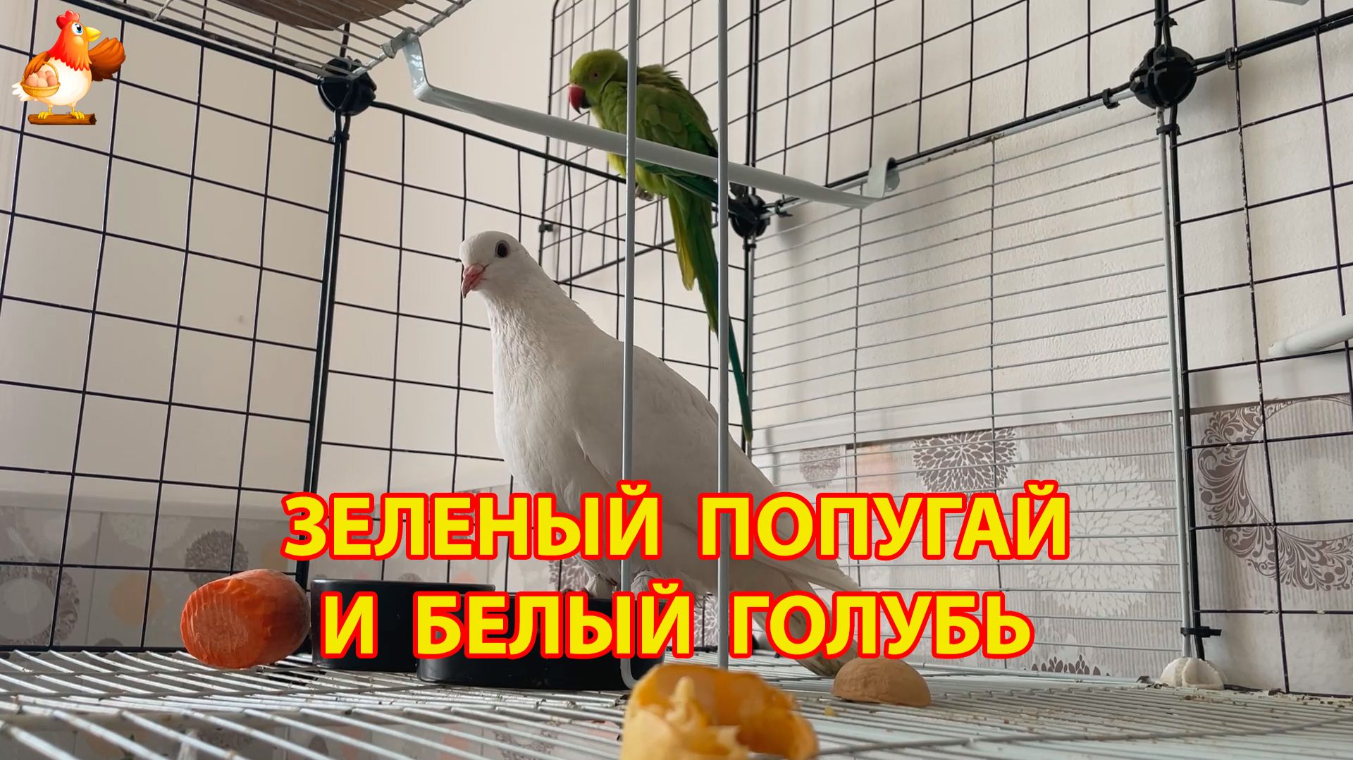 Зеленый попугай и белый голубь  лучшие друзья 5