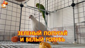 Зеленый попугай и белый голубь – лучшие друзья (5)