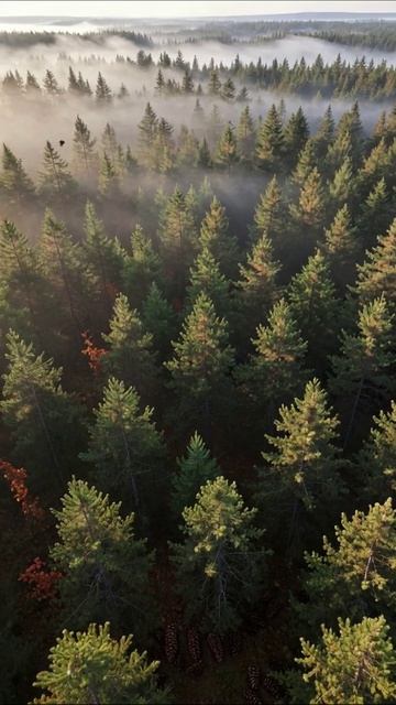 Волшебный лес в тумане природа лес туман