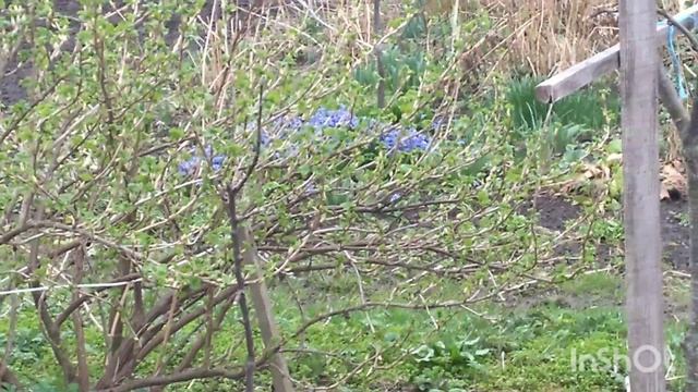 МОЯ ФАЗЕНДА-САМАЯ 