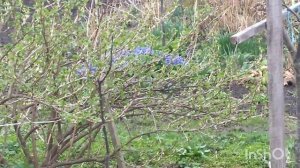 ХОТЕЛА ОПРЫСКАТЬ КУСТАРНИКИ,НО ОПОЗДАЛА🌴🌴🌴🌴🌴🌴🌴🌴🌴🌴🌴🌴🌴🌴🌴🌴🌴🌴🌳🌳🌳🌳🌳🌳🌳🌳🌳🌳🌳