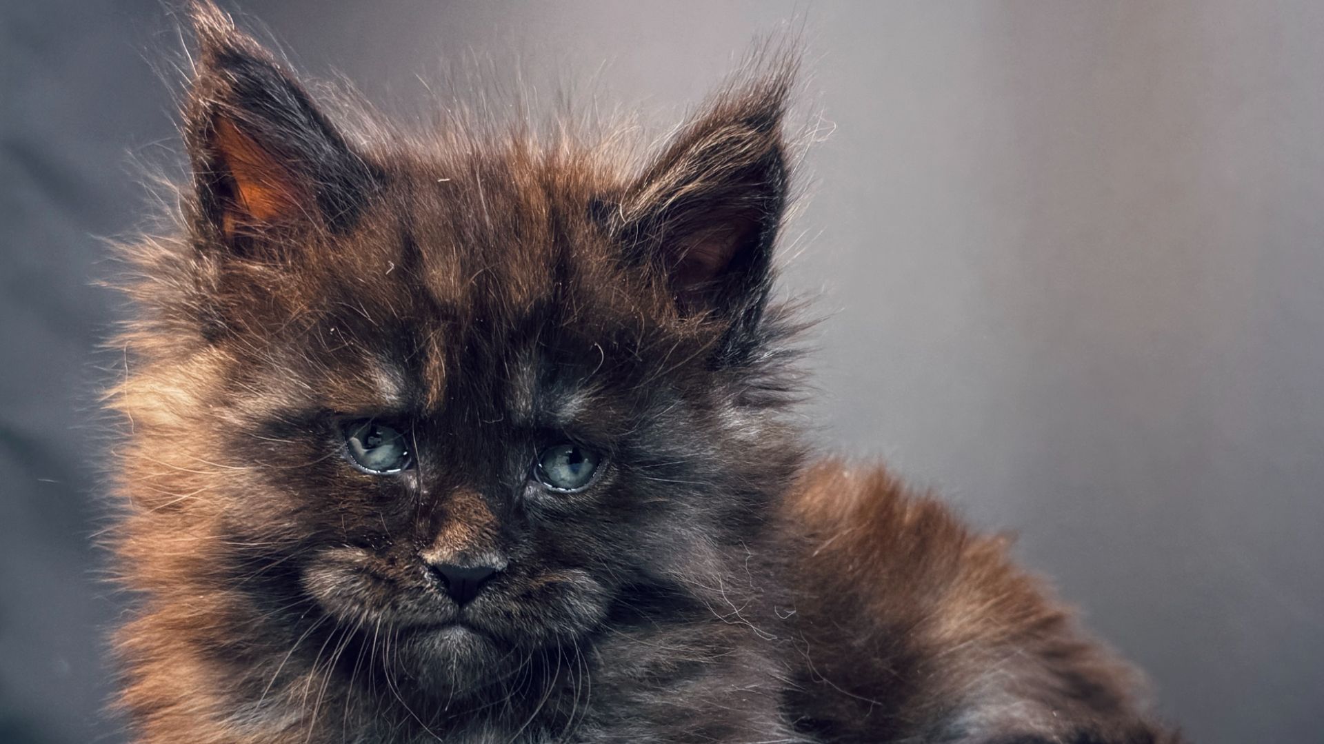 Veyron Ulan Mistwolf