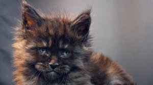 Veyron Ulan Mistwolf