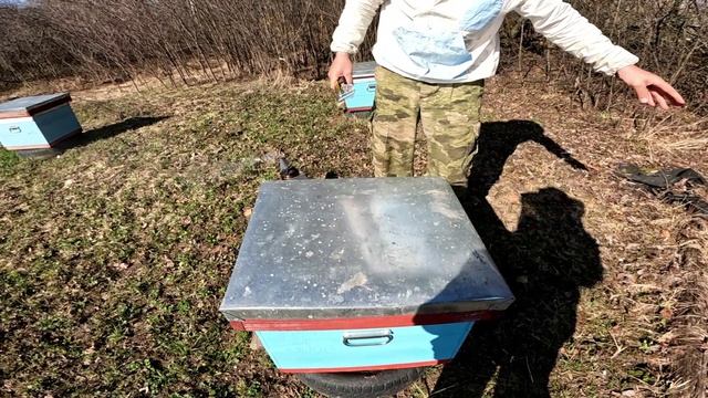 Два дня тепла пчела гудит