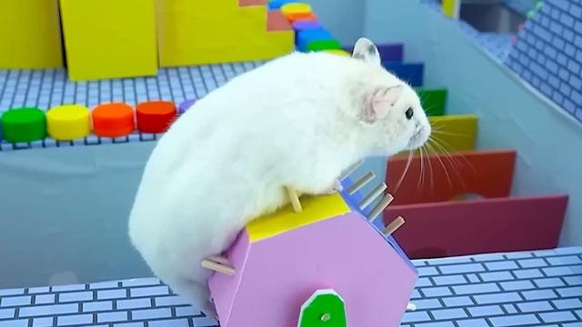 Хомячок убегает из конфетного лабиринта с детенышем акулы-хомячка-лабиринта! часть 11