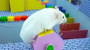 Хомячок убегает из конфетного лабиринта с детенышем акулы-хомячка-лабиринта! часть 11