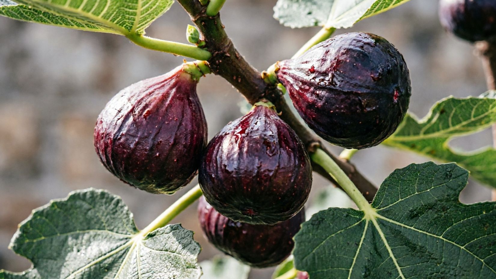 Супер Инжир К.А.Ф. Ростов-на-Дону | Маленькие Сады