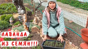 Высадка лаванды в открытый грунт. Выращивание лаванды из семян