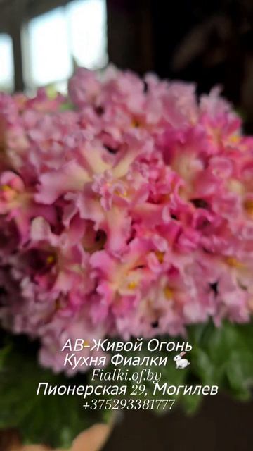 АВ-Живой Огонь  как и большая часть сортов А.Тарасова обладает самыми лучшими характеристика