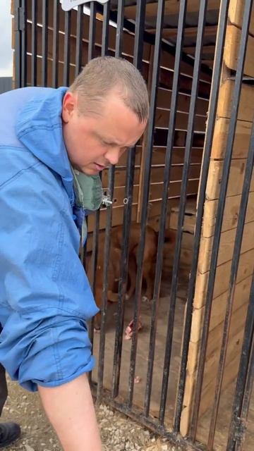 Доставщик еды Роман к хвостатым услугам  memes помощьбездомным facts суперсобака