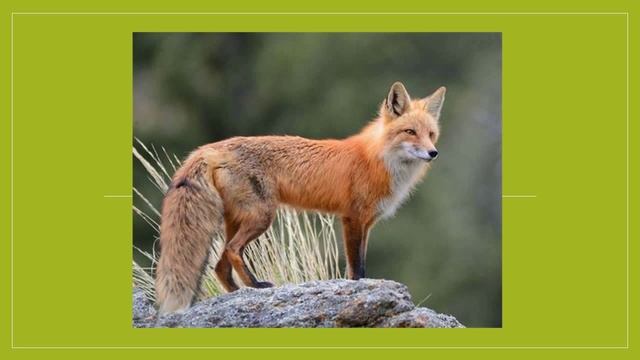 животные прибайкалья