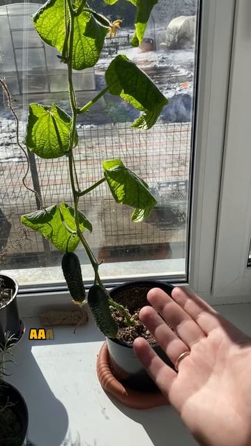 Огурец в квартире