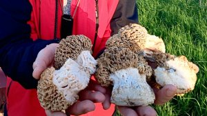 Огромные степные сморчки нашли