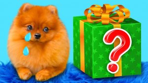 КисКис: Пёсик грустит... Подарочный бокс для собаки 🎁🐕