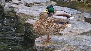 Весна , пение птиц, белочка, утки, карпы.