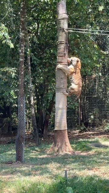 Обед у тигра.... 08.04.26.