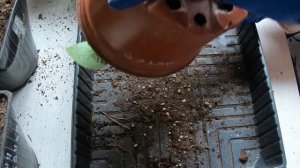 Финальный этап зимовки крупнолистной гортензии в прикопе.