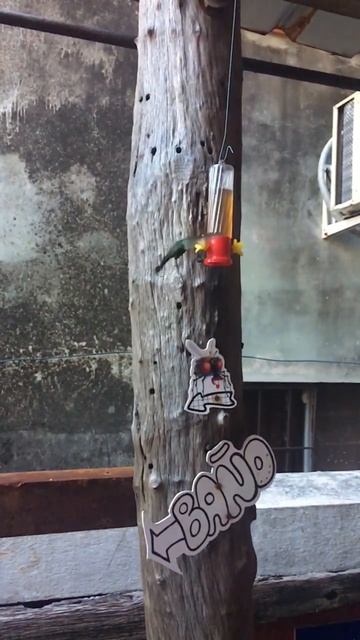 Колибри в полёте: Просто красивый момент