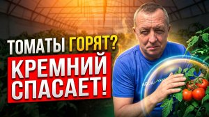 Томаты ГОРЯТ и ВЯНУТ в теплице? Срочная подкормка для защиты от жары!