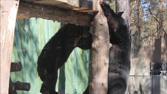 Уссурийские медвежата играют на гамаке 09.04.2026