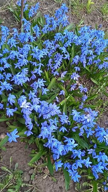 Голубая пролеска после цветения: есть особенность