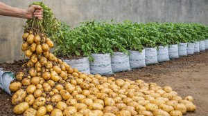 Старые мешки, крупный картофель — простой способ вырастить огромный урожай