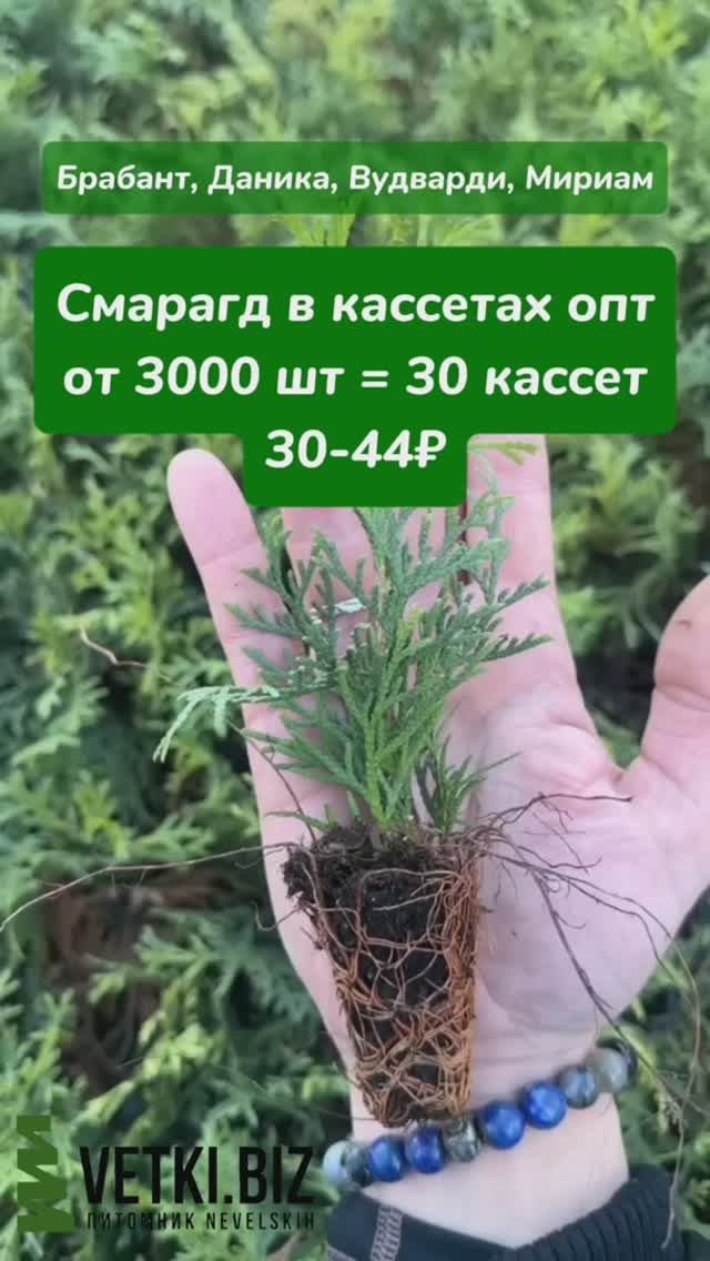 Черенки туи / Саженцы туи / Туи оптом из питомника