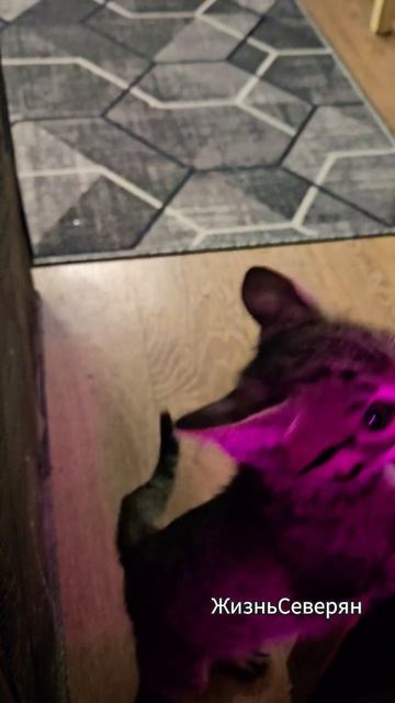 Вот такое чудо. Жизнь северян. 2026