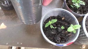 Рассада 16 апреля