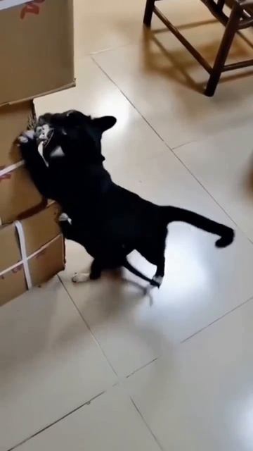 Мы скребём скребём скребёмно своё сейчас найдём!