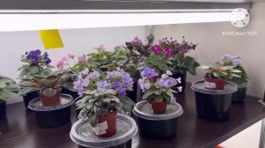 Рабочии моменты, как проходит подготовка к выставке фиалок?