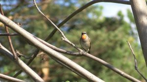 Соловей красношейка. Западная Сибирь. 13