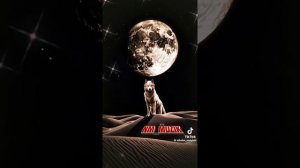 Волчья любовь.