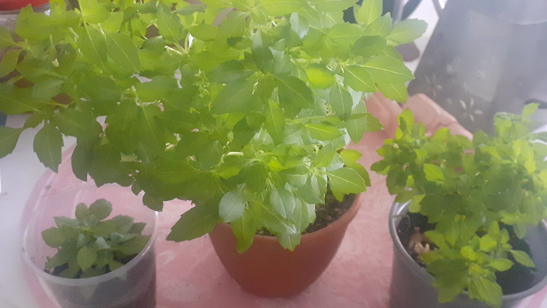 16.04.2026 Распикировала ампельные томаты, рассматриваю разные растения.