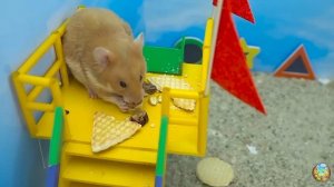 Хомячок убегает из опасного лабиринта огненных шаров! 1 часть