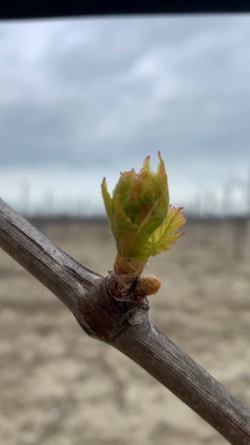 Стадия распускания почек  момент который нельзя пропустить