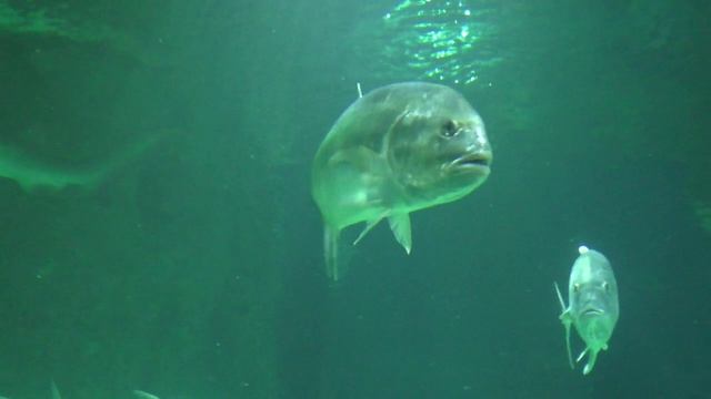 ВОДОЛАЗЫ В АКВАРИУМЕ.Видео Татьяны Крестьянсковой