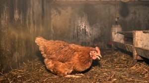 НЕ ЧИЩУ КУРЯТНИК ГОДАМИ!  Секрет теплой и сухой подстилки без запаха и хлопот