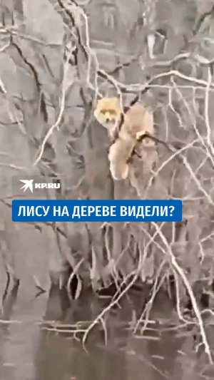 Наводнение в Нижегородской области застало врасплох животных и людей