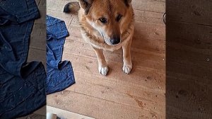 1000056192.mp4 (Собака наблюдает за устройством лестницы на 2-ой этаж в доме А-фрейм)