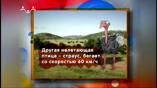 Знаете ли вы Что? Пингвин и страус