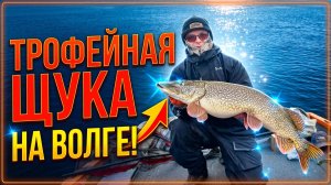 ТРОФЕЙНАЯ ЩУКА НА ВОЛГЕ! НЕОЖИДАННАЯ РАЗВЯЗКА РЫБАЛКИ НА ПОПЛАВОК