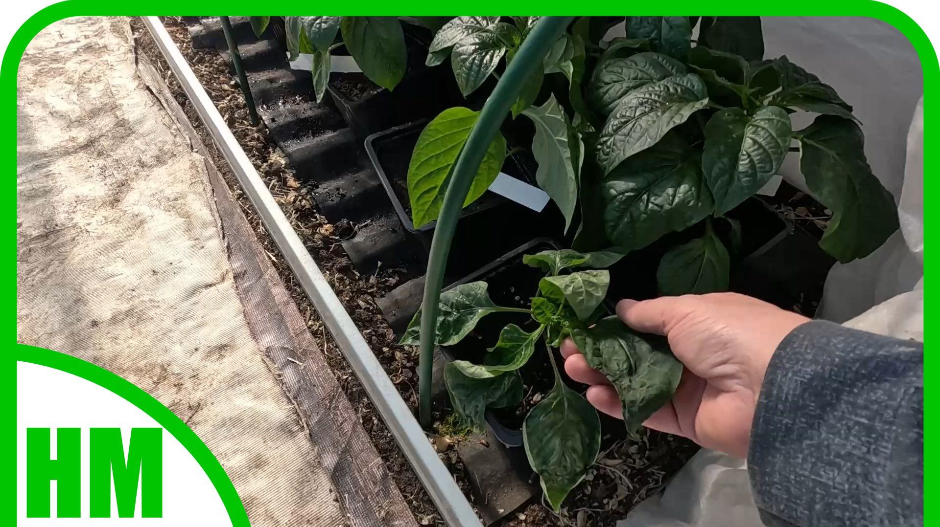 16 апреля. Почему я очень рано высадила перец в теплицу?