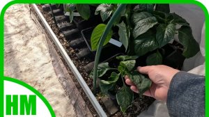 16 апреля. Почему я очень рано высадила перец в теплицу?