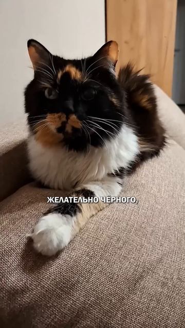 Кот и ведьма котиженщина